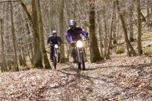 Alps im Wald